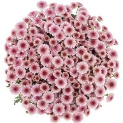 Pink Santini Chrysanthemum Bouquet