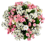 Pink Spray Roses with White Tanacetum Rio Bouquet