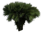 Pinus Strobus Short (H35cm) Branches: Elegant Eastern White Pine for Seasonal Decor