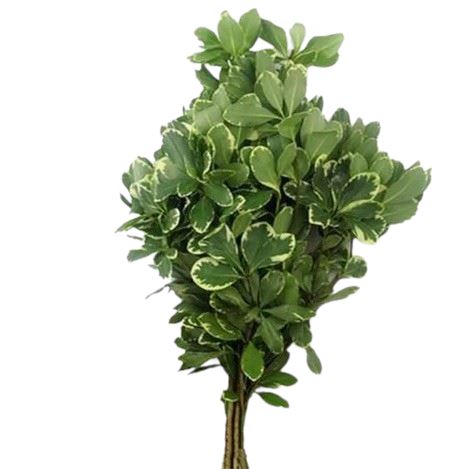 Pittosporum Ilan -