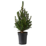 Potted Christmas Tree Picea Glauca