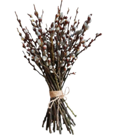 Pussy Willow Catkins | Bring Nature Indoors with Salix Foliage