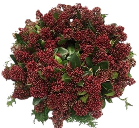 Red Skimmia Holiday Wreath