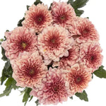 Salmon Chrysanthemum Bouquet