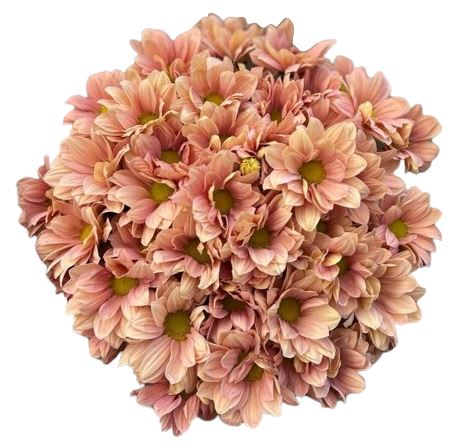 Salmon Daisy Chrysanthemum Bouquet