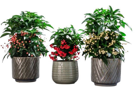 Set of Palete Ardisia Crenata in Ceramic Pot