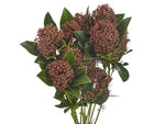 Skimmia Japonica Rubella