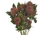 Skimmia Japonica Rubella