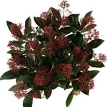 Skimmia Japonica Rubella