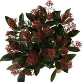 Skimmia Japonica Rubella