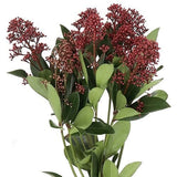 Skimmia Japonica Rubella – Beautiful Red Berries for Year-Round Appeal