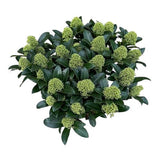 Skimmia Japonica White