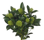 Skimmia Japonica White