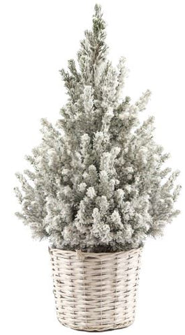 Snowing Picea Glauca Christmas Tree in Woven Basket