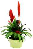 Stunning Bromeliads Arrangement Pot