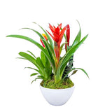 Stunning Bromeliads Arrangement Pot