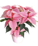 Stunning Light Pink Poisenttia in Luxury Ceramic Pot