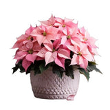 Stunning Light Pink Poisenttia in Luxury Ceramic Pot