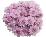 Sweet Dreams Pink Chrysanthemum Bouquet