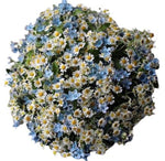 Tanacetum with Blue Oxypethalum Bouquet