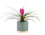 Tillandsia Cyanea in Ceramic Pot