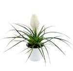 Tillandsia Cyanea in Ceramic Pot