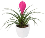 Tillandsia Cyanea in Ceramic Pot