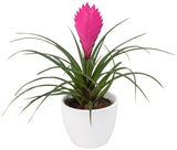 Tillandsia Cyanea in Ceramic Pot