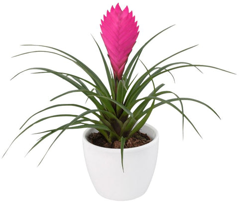 Tillandsia Cyanea in Ceramic Pot