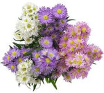 Trio Aster Flowers Bouquet