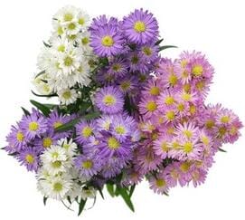 Trio Aster Flowers Bouquet