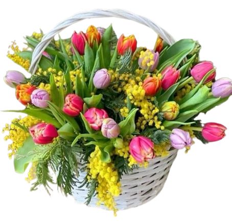 Trio Tulips with Mimosa Basket