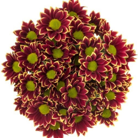 Two Tone Chrysanthemum Bouquet