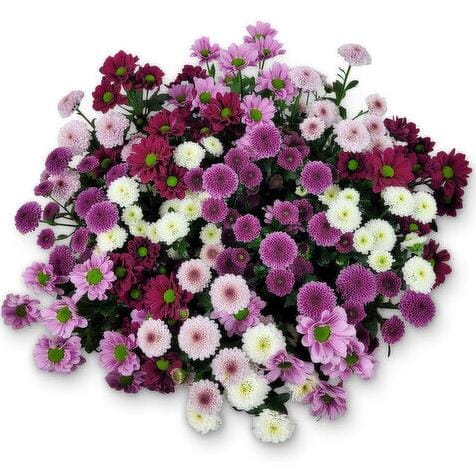 Whimsical Trio Santini Chrysanthemums Bouquet