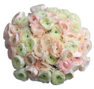 White and Light Pink Ranunculus Bouquet