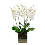 White Orchids Gifts in Glass Square Pot