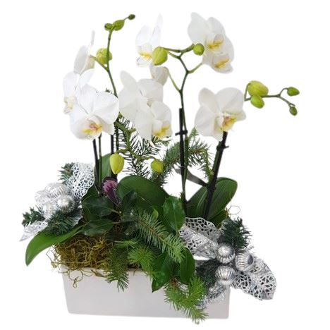 Wonderland Phaleonopsis Orchids Rectangle Pot