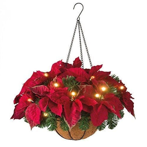 Xmas Hanging Basket of Fresh Poinsettia and Twinkling Lights