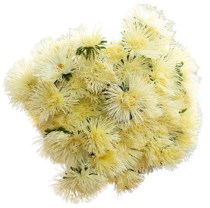 Yellow China Aster Bouquet