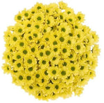 Yellow Daisy Santini Chrysanthemum Bouquet