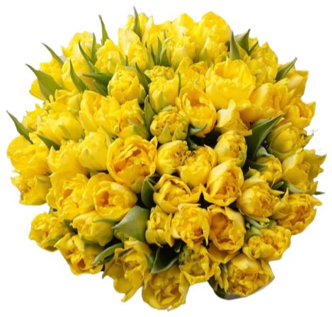 Yellow Double Tulips Bouquet