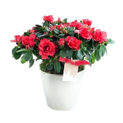 Azalea Plant Ceramic Pot - Stunning Plant Delivery in London ...