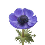 Blue Anemone Bouquet