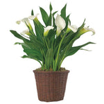 Calla Lily in Basket