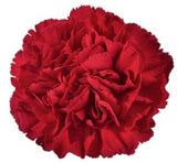 Carnations Door Wreath