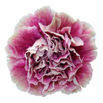 Carnations Door Wreath