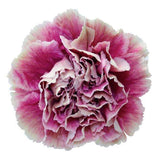 Carnations Door Wreath