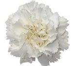 Carnations Door Wreath