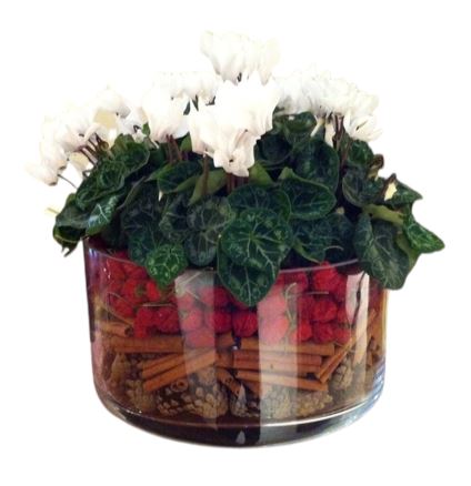 Cyclamen Glass Pot Arrangement