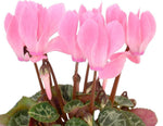 Cyclamen In Wicker Basket